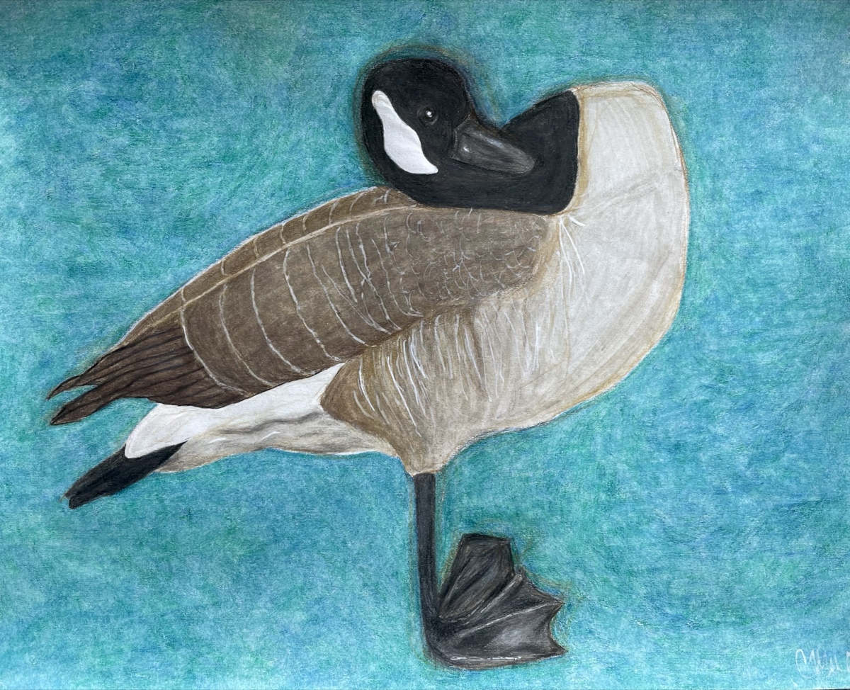 A Canada goose standing on one leg with its bill tucked into its wing, against a mottled teal ground.